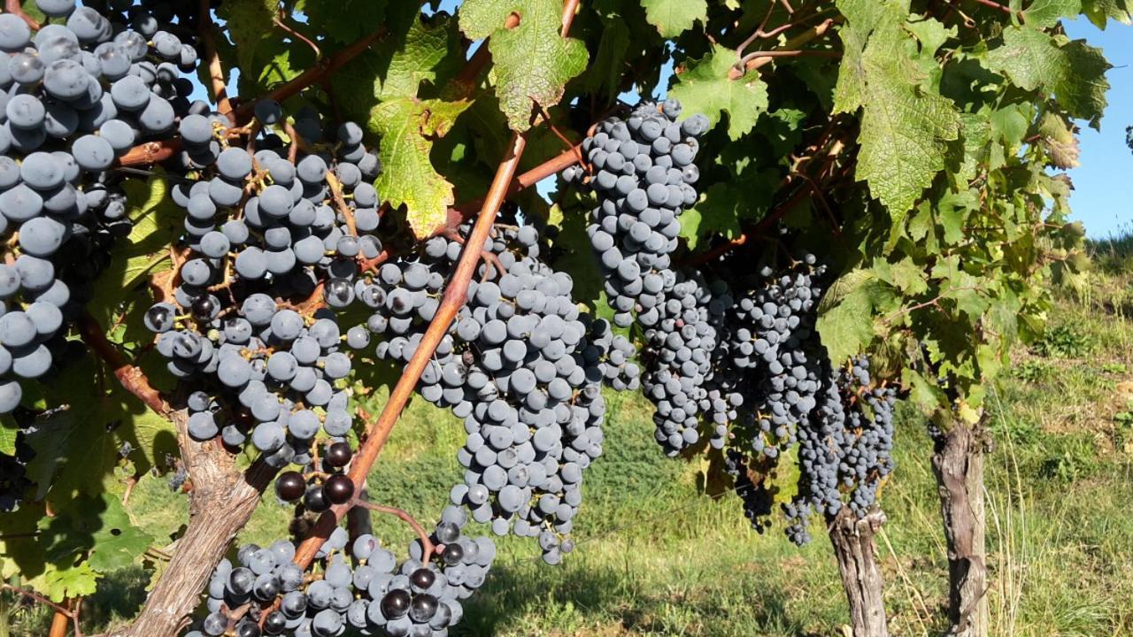 Agriturismo Casa Delle Rose Winery Ruttars Экстерьер фото